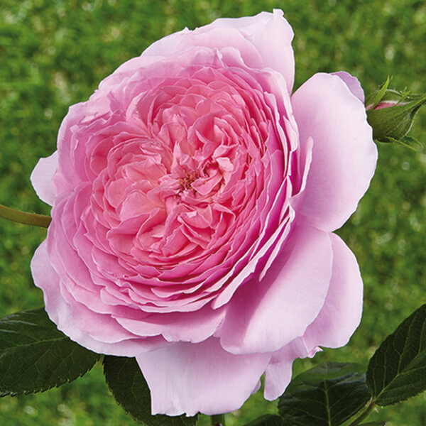 Romantische roos
